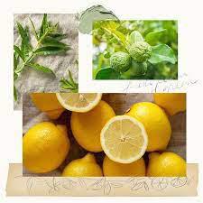 Thymes Lemon Leaf Aromatic Candle 8 OZ